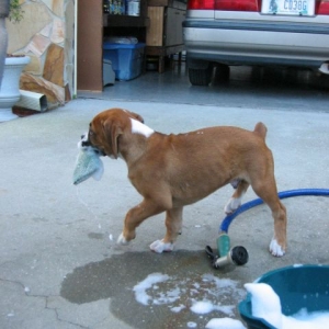 Helping daddy wash the car..