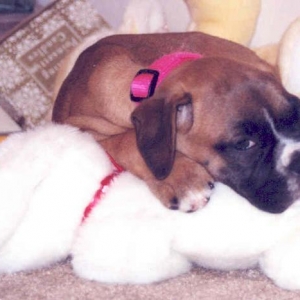 snuggle bunnies