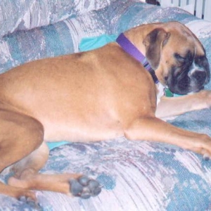 sleeping hard...it's hard being a boxer