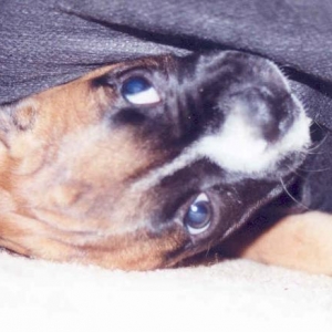 hungry? why wait...lets just eat the underside of the couch