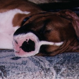 sleeping