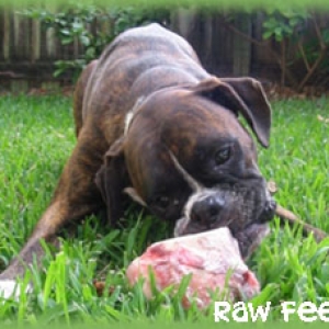 Desi eating a bone