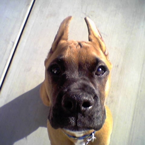 apollolook