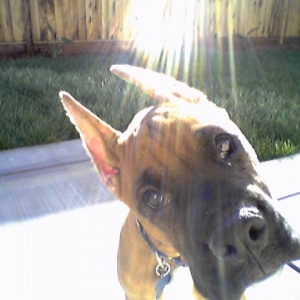 apollohuh
