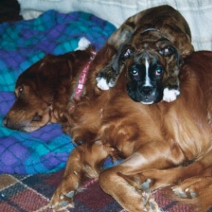 Gypsy & Bear