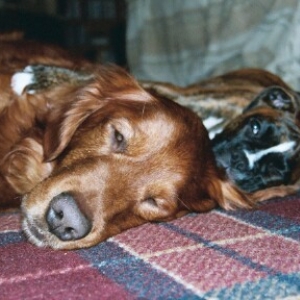 Last Photo of Gypsy & Bear