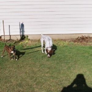 Gypsy walking Jack