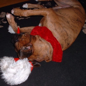 More of the santa hat killing