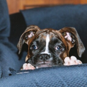 Gypsy hanging out 11-22-03