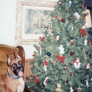 Merry Christmas
