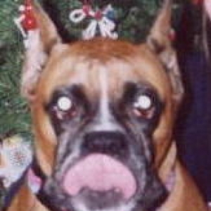 Cookie?
