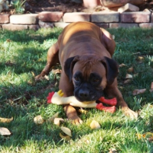 Layla and her chicken