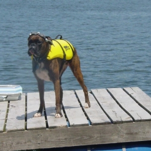 Aqua Dog