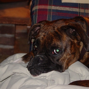 Banshee Chillin'