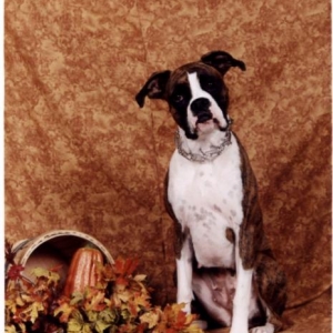 Belles fall picture