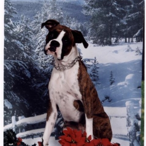 Belles christmas pics