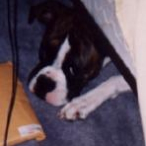 Belle hiding under the bed