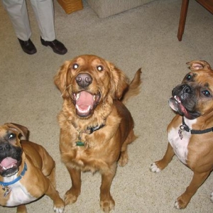 dogs on turkey day!