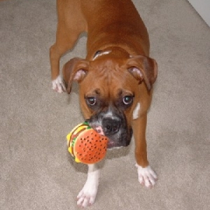 Love my hamburger