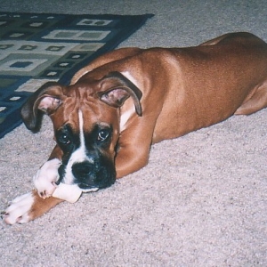 chewing_on_bone