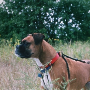 Gazing in the field