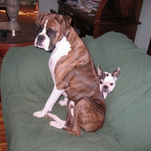Cuddlebugs