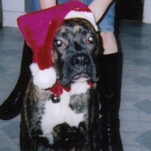 Santa Rocky