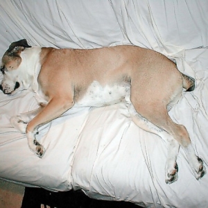 Hey, get outta my sleeping spot!