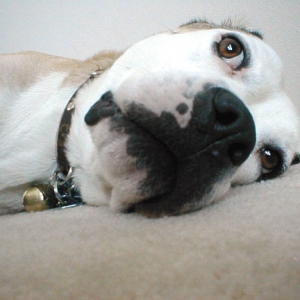 Flea's eye view.