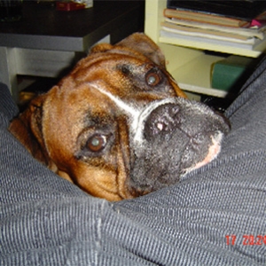 in between Baris's legs