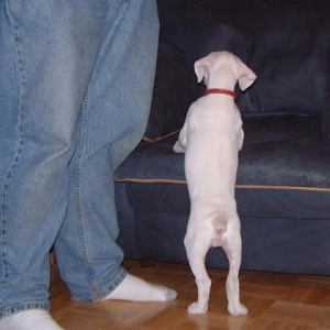 tallyrear