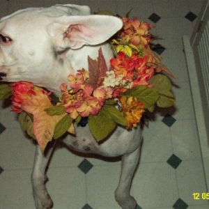 Flower Girl