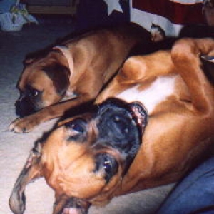 Boxers at Play