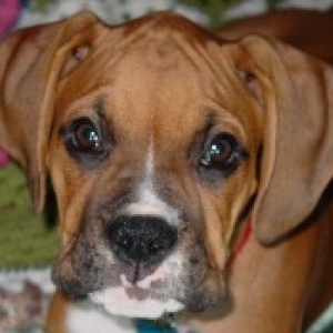 Max