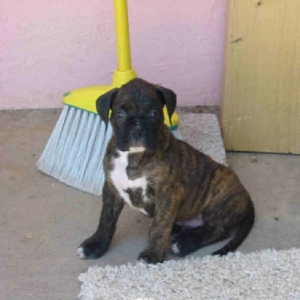 Soggy with Slobber at 6 Wks