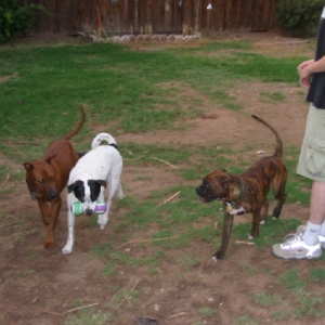 All Three Fur Kids