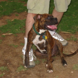 Hambone