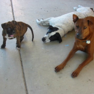 Lazy Days Lazy Dogs