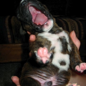 Small Dog Big Yawn