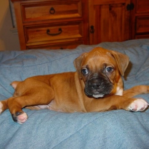 Rocky's first night home