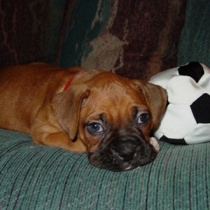 Rocky's Soccer Break