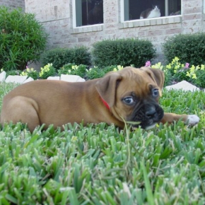 Rocky Layin Low