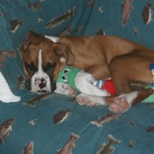Puppy Love