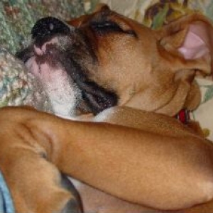 Max sleeping like a boxer