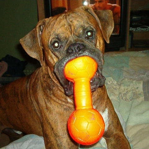 Wanna Play