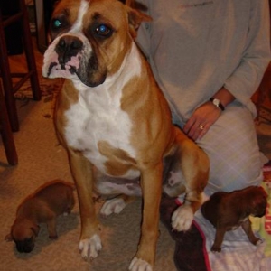 nelly and foster pups