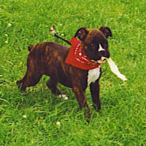 Bandana Baby