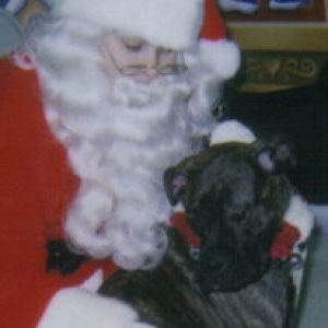 Rocky's first Christmas photo