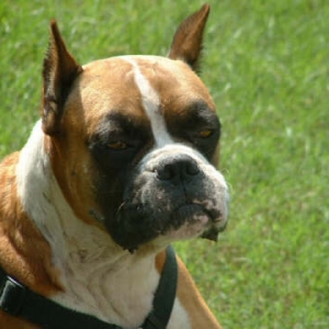 Tuffy