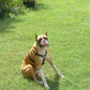 Tuffy